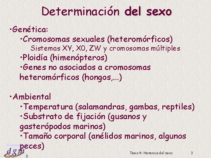 Determinación del sexo • Genética: • Cromosomas sexuales (heteromórficos) Sistemas XY, X 0, ZW