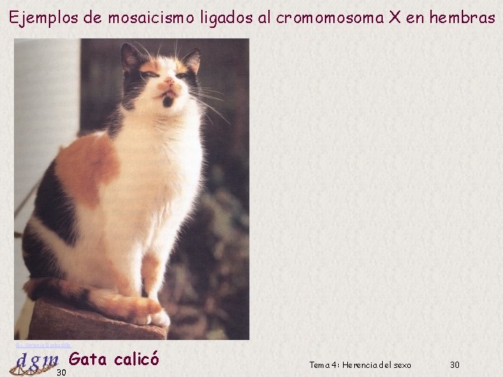 Ejemplos de mosaicismo ligados al cromomosoma X en hembras Dr. Antonio Barbadilla 30 Gata