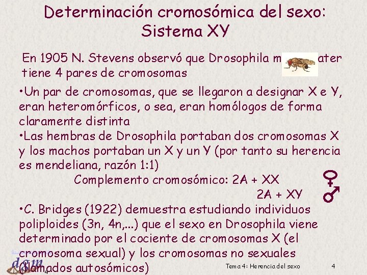 Determinación cromosómica del sexo: Sistema XY En 1905 N. Stevens observó que Drosophila melanogater