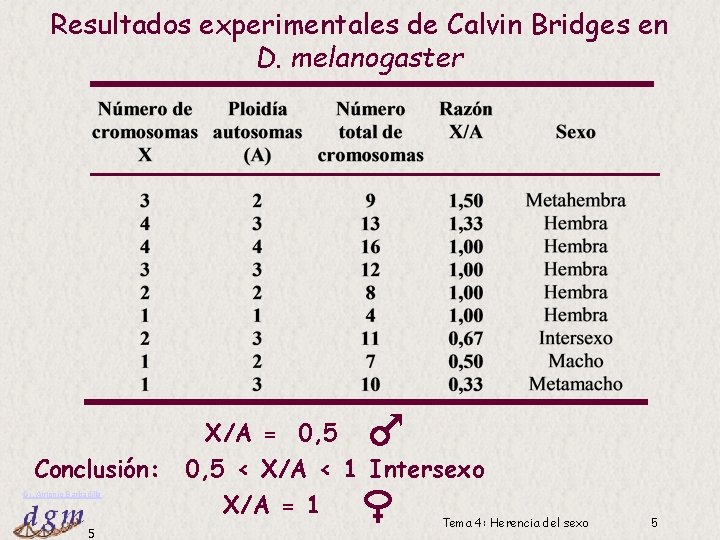 Resultados experimentales de Calvin Bridges en D. melanogaster Conclusión: Dr. Antonio Barbadilla 5 X/A