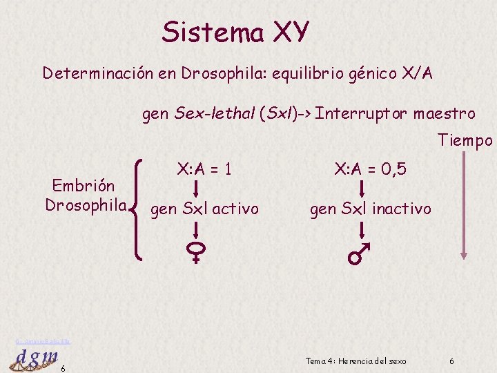 Sistema XY Determinación en Drosophila: equilibrio génico X/A gen Sex-lethal (Sxl)-> Interruptor maestro Tiempo