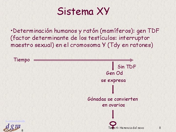 Sistema XY • Determinación humanos y ratón (mamíferos): gen TDF (factor determinante de los