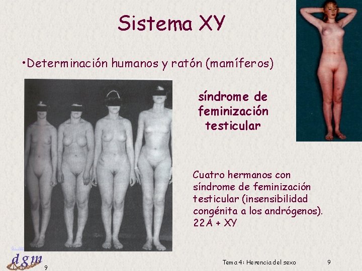 Sistema XY • Determinación humanos y ratón (mamíferos) síndrome de feminización testicular Cuatro hermanos