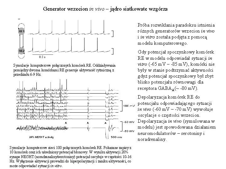 Generator wrzecion in vivo – jądro siatkowate wzgórza Próba rozwikłania paradoksu istnienia różnych generatorów