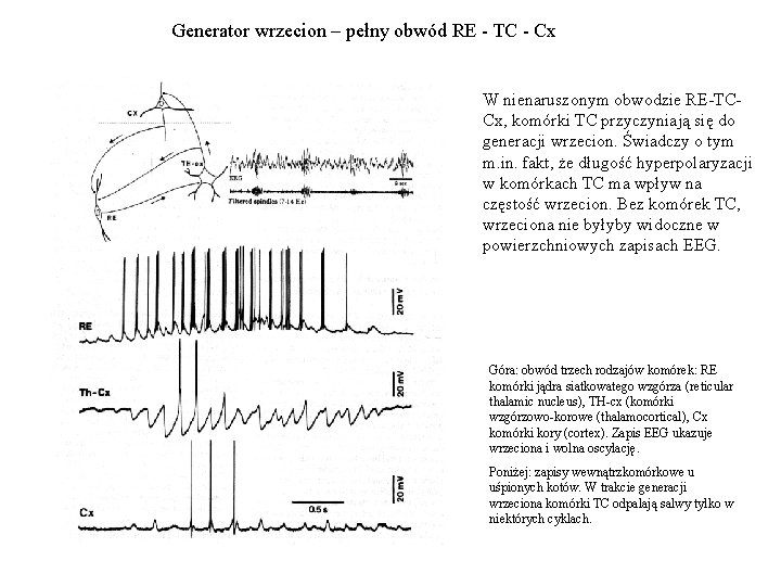 Generator wrzecion – pełny obwód RE - TC - Cx W nienaruszonym obwodzie RE-TCCx,