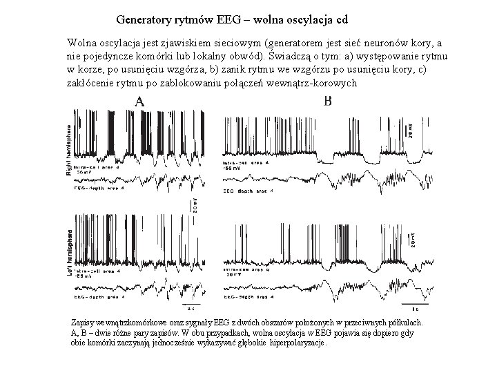 Generatory rytmów EEG – wolna oscylacja cd Wolna oscylacja jest zjawiskiem sieciowym (generatorem jest