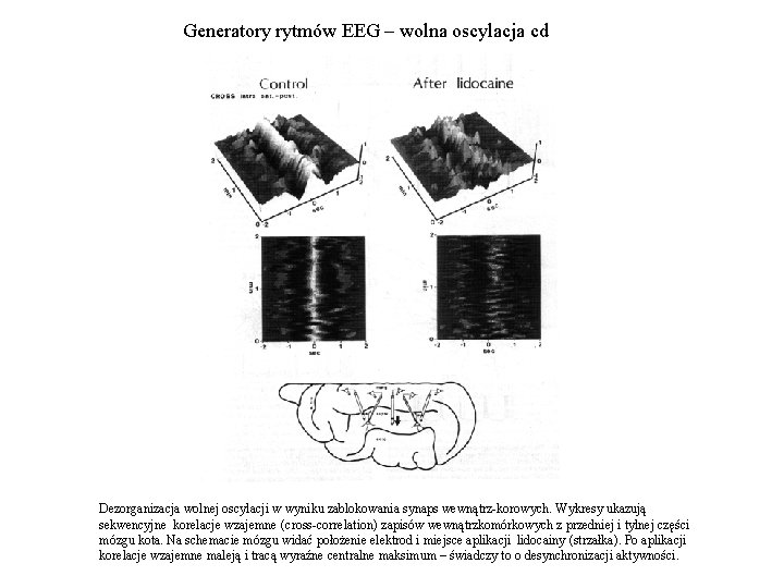 Generatory rytmów EEG – wolna oscylacja cd Dezorganizacja wolnej oscylacji w wyniku zablokowania synaps