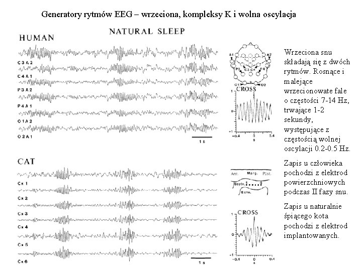 Generatory rytmów EEG – wrzeciona, kompleksy K i wolna oscylacja Wrzeciona snu składają się