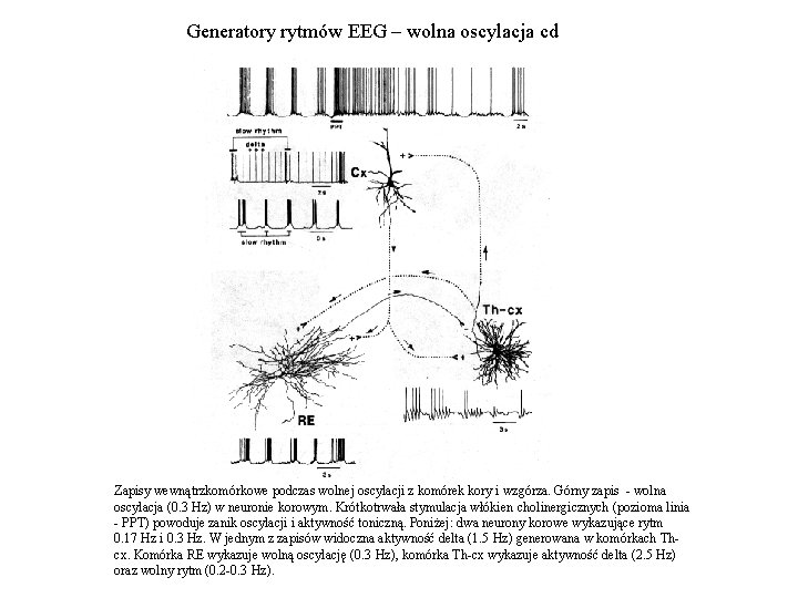 Generatory rytmów EEG – wolna oscylacja cd Zapisy wewnątrzkomórkowe podczas wolnej oscylacji z komórek