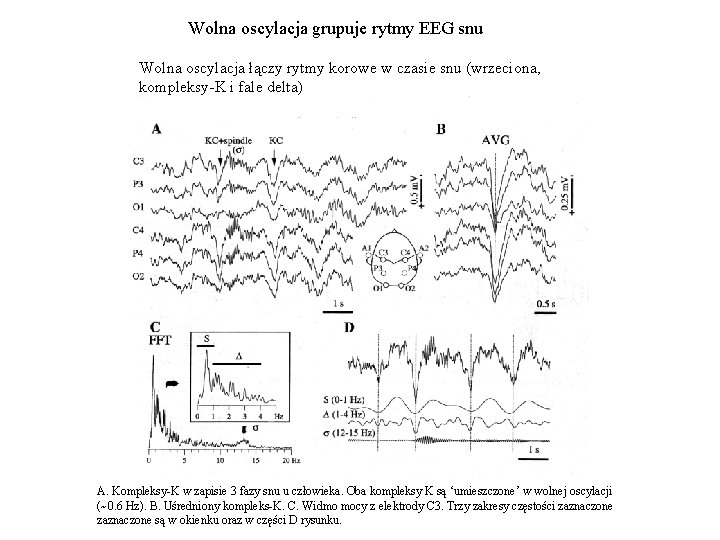 Wolna oscylacja grupuje rytmy EEG snu Wolna oscylacja łączy rytmy korowe w czasie snu