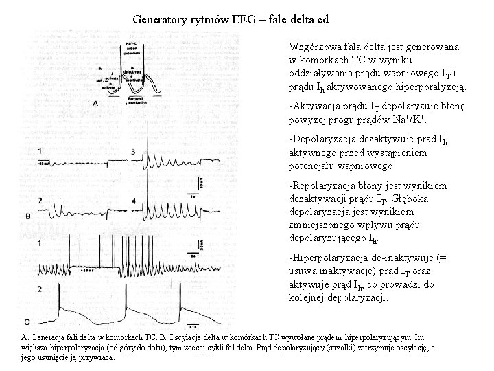 Generatory rytmów EEG – fale delta cd Wzgórzowa fala delta jest generowana w komórkach