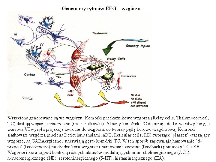 Generatory rytmów EEG – wzgórze Wrzeciona generowane są we wzgórzu. Komórki przekaźnikowe wzgórza (Relay Generatory rytmów EEG – wzgórze Wrzeciona generowane są we wzgórzu. Komórki przekaźnikowe wzgórza (Relay