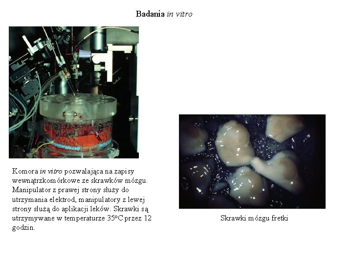 Badania in vitro Komora in vitro pozwalająca na zapisy wewnątrzkomórkowe ze skrawków mózgu. Manipulator