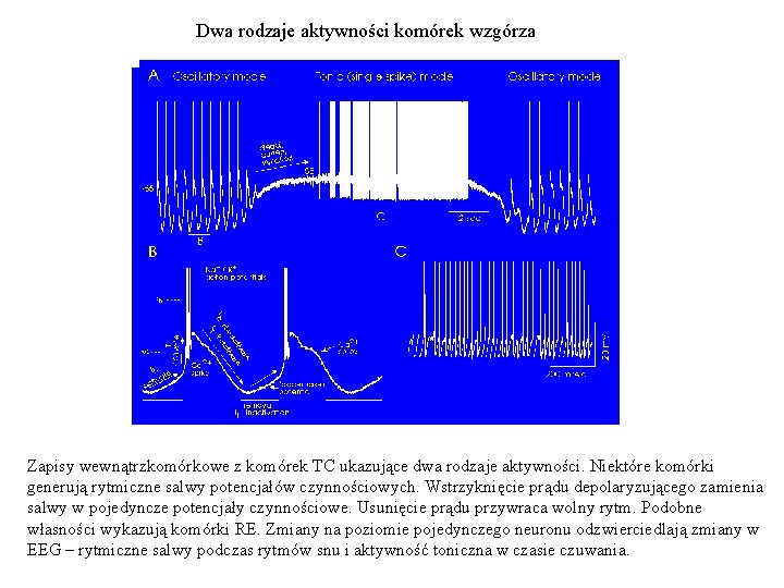 Dwa rodzaje aktywności komórek wzgórza Zapisy wewnątrzkomórkowe z komórek TC ukazujące dwa rodzaje aktywności.