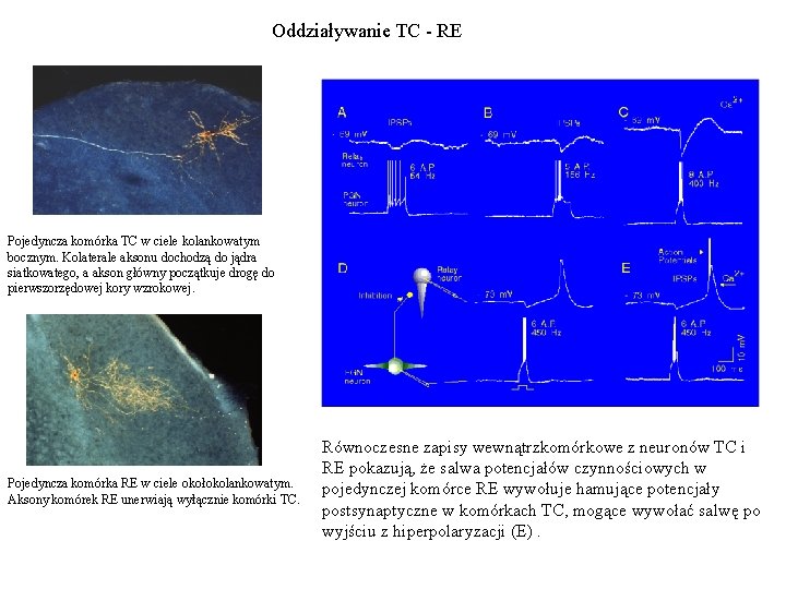 Oddziaływanie TC - RE Pojedyncza komórka TC w ciele kolankowatym bocznym. Kolaterale aksonu dochodzą