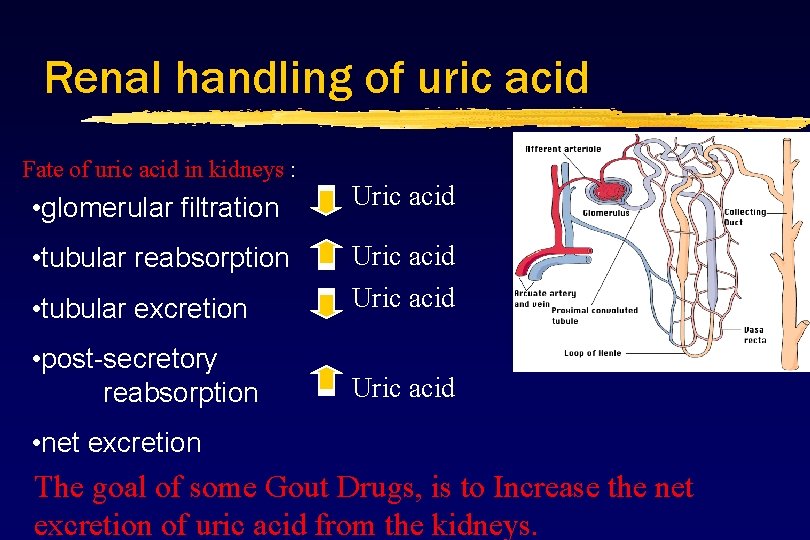Renal handling of uric acid Fate of uric acid in kidneys : • glomerular Renal handling of uric acid Fate of uric acid in kidneys : • glomerular
