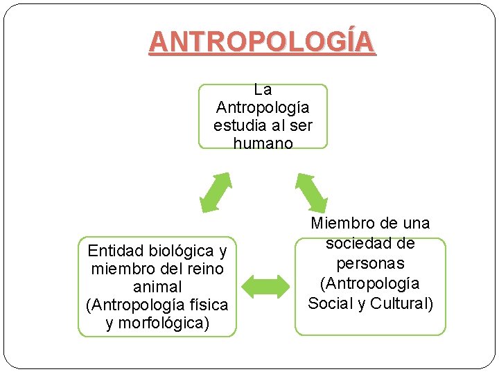 ANTROPOLOGÍA La Antropología estudia al ser humano Entidad biológica y miembro del reino animal