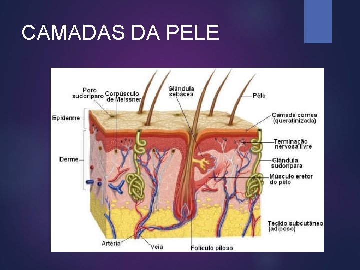 CAMADAS DA PELE 