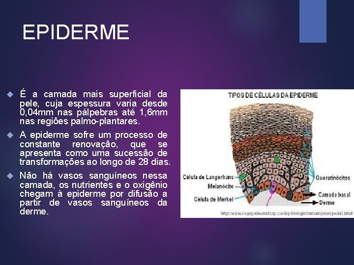 EPIDERME É a camada mais superficial da pele, cuja espessura varia desde 0, 04