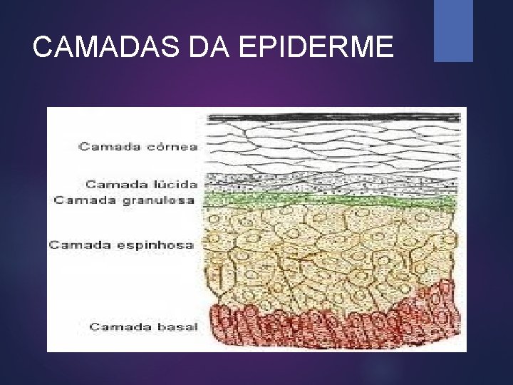 CAMADAS DA EPIDERME 