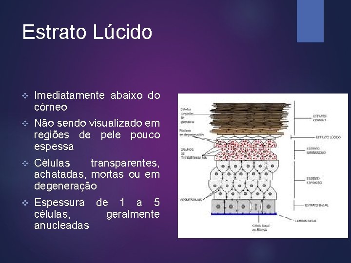 Estrato Lúcido v Imediatamente abaixo do córneo v Não sendo visualizado em regiões de