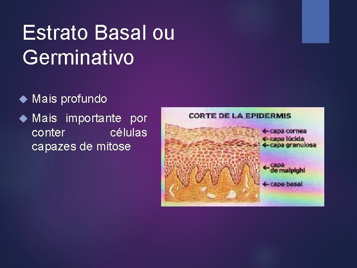 Estrato Basal ou Germinativo Mais profundo Mais importante por conter células capazes de mitose