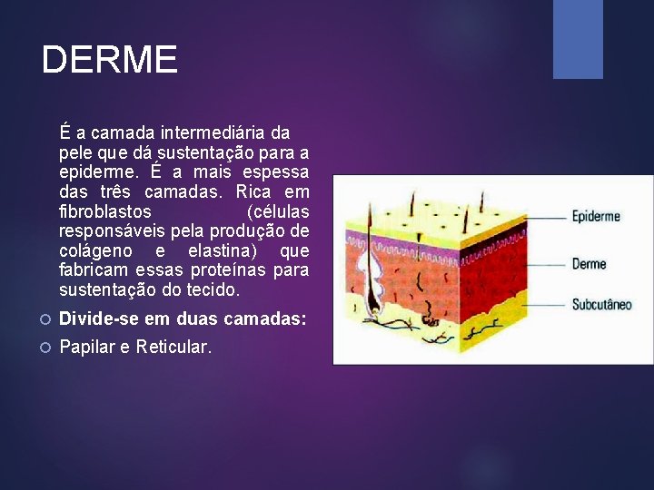 DERME É a camada intermediária da pele que dá sustentação para a epiderme. É