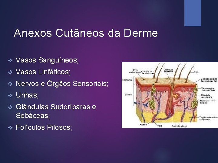 Anexos Cutâneos da Derme v Vasos Sanguíneos; v Vasos Linfáticos; v Nervos e Órgãos