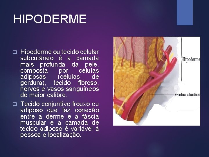 HIPODERME Hipoderme ou tecido celular subcutâneo é a camada mais profunda da pele, composta