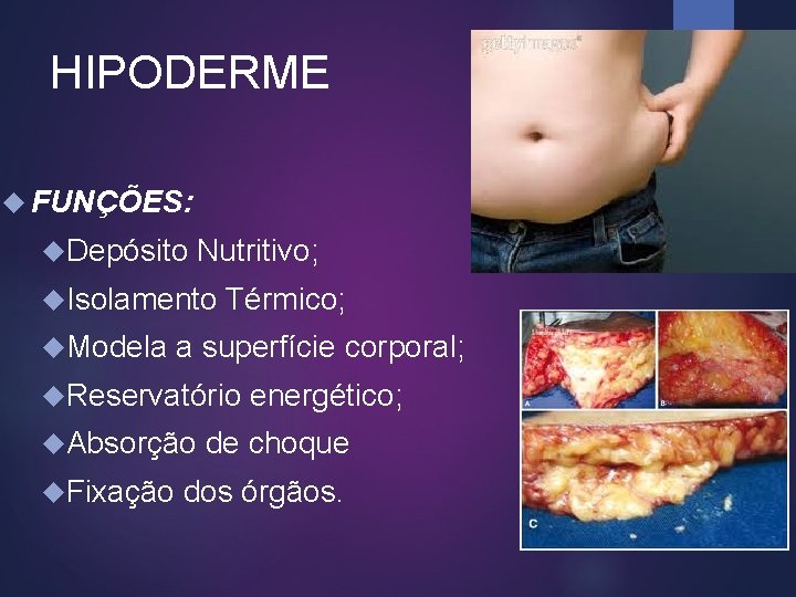 HIPODERME FUNÇÕES: Depósito Nutritivo; Isolamento Térmico; Modela a superfície corporal; Reservatório energético; Absorção de