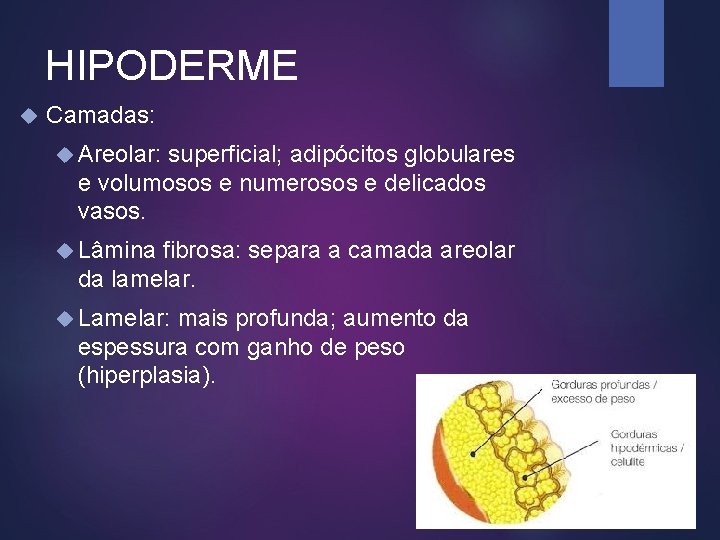 HIPODERME Camadas: Areolar: superficial; adipócitos globulares e volumosos e numerosos e delicados vasos. Lâmina