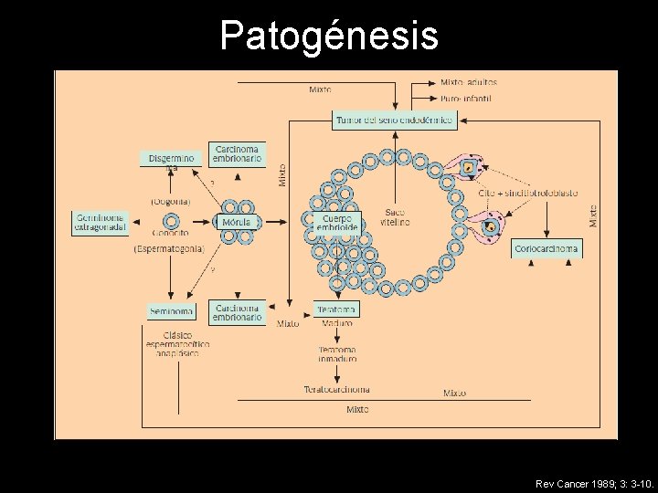 Patogénesis Rev Cancer 1989; 3: 3 -10. 