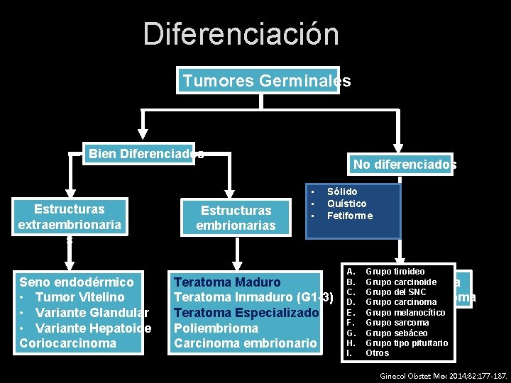 Diferenciación Tumores Germinales Bien Diferenciados Estructuras extraembrionaria s Seno endodérmico • Tumor Vitelino •