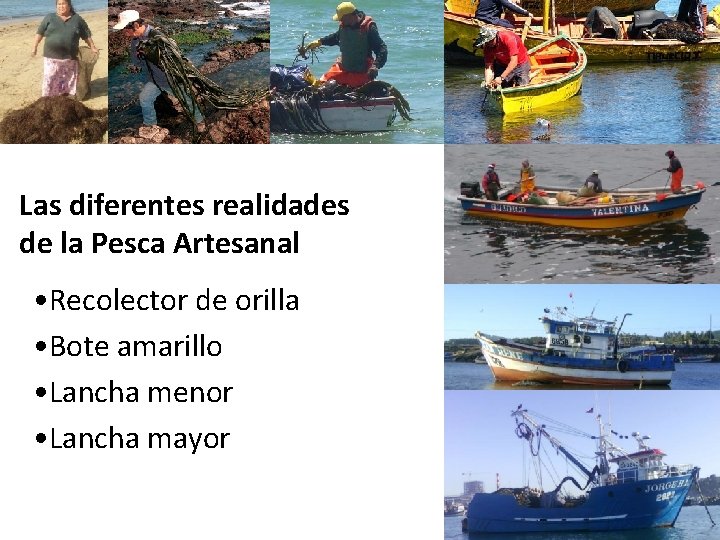 Las diferentes realidades de la Pesca Artesanal • Recolector de orilla • Bote amarillo Las diferentes realidades de la Pesca Artesanal • Recolector de orilla • Bote amarillo