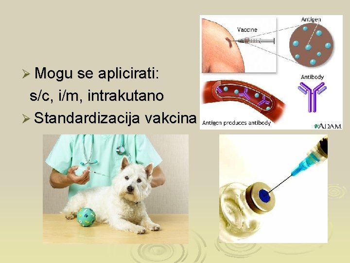 Ø Mogu se aplicirati: s/c, i/m, intrakutano Ø Standardizacija vakcina 