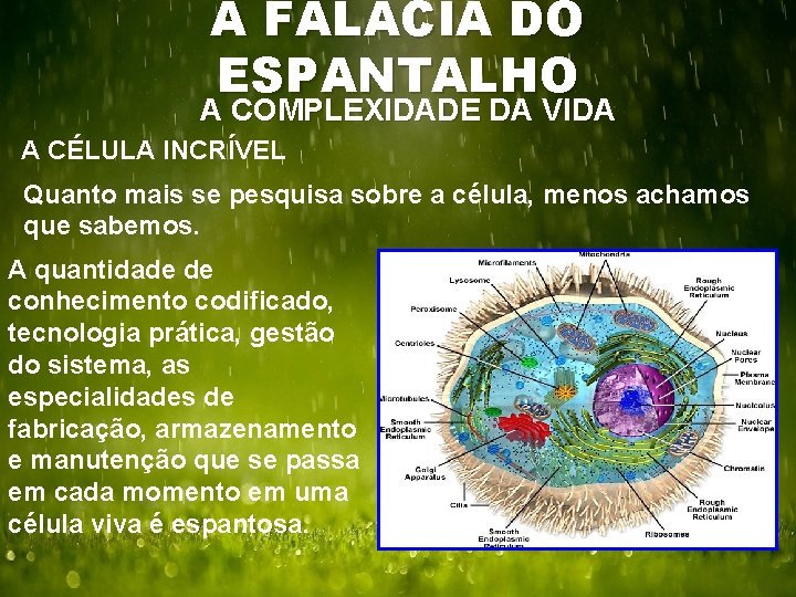 A FALÁCIA DO ESPANTALHO A COMPLEXIDADE DA VIDA A CÉLULA INCRÍVEL Quanto mais se