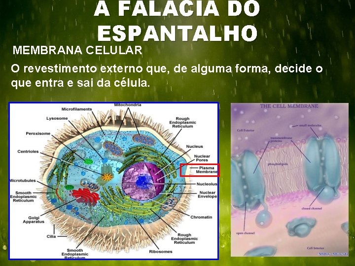 A FALÁCIA DO ESPANTALHO MEMBRANA CELULAR O revestimento externo que, de alguma forma, decide