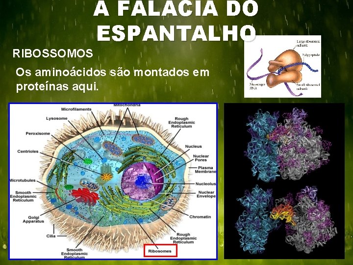 A FALÁCIA DO ESPANTALHO RIBOSSOMOS Os aminoácidos são montados em proteínas aqui. 