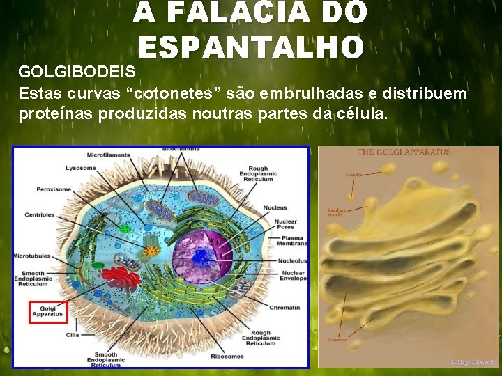 A FALÁCIA DO ESPANTALHO GOLGIBODEIS Estas curvas “cotonetes” são embrulhadas e distribuem proteínas produzidas