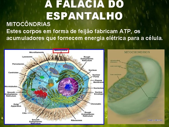 A FALÁCIA DO ESPANTALHO MITOCÔNDRIAS Estes corpos em forma de feijão fabricam ATP, os
