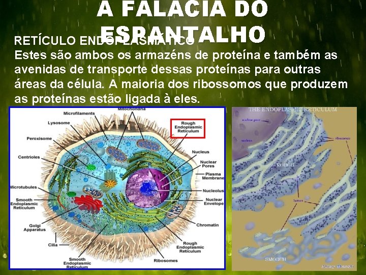 A FALÁCIA DO ESPANTALHO RETÍCULO ENDOPLASMÁTICO Estes são ambos os armazéns de proteína e