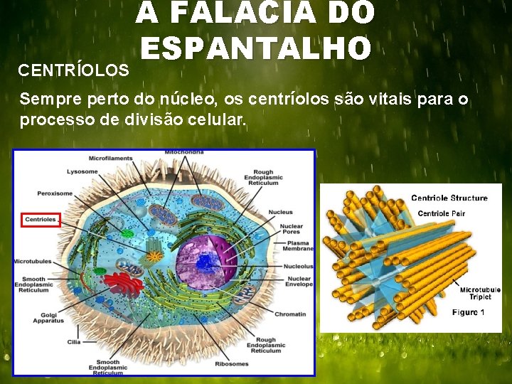 CENTRÍOLOS A FALÁCIA DO ESPANTALHO Sempre perto do núcleo, os centríolos são vitais para