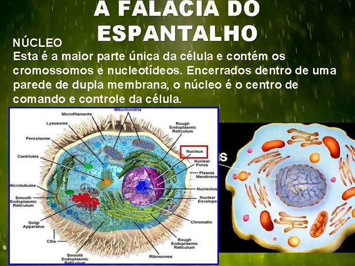 A FALÁCIA DO ESPANTALHO NÚCLEO Esta é a maior parte única da célula e