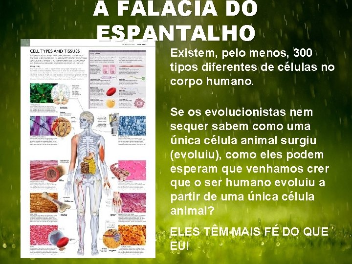 A FALÁCIA DO ESPANTALHO Existem, pelo menos, 300 tipos diferentes de células no corpo