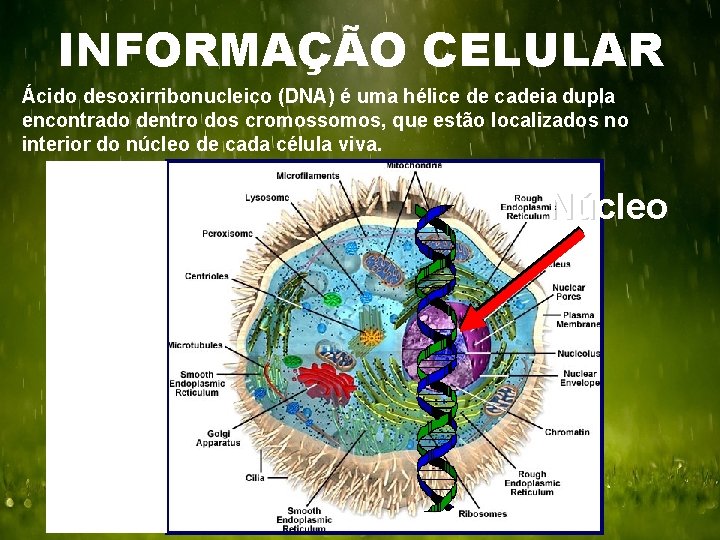 INFORMAÇÃO CELULAR Ácido desoxirribonucleico (DNA) é uma hélice de cadeia dupla encontrado dentro dos