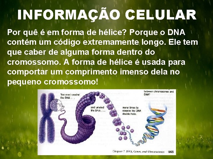 INFORMAÇÃO CELULAR Por quê é em forma de hélice? Porque o DNA contém um