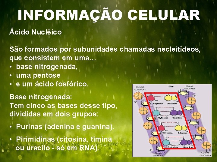 INFORMAÇÃO CELULAR Ácido Nucléico São formados por subunidades chamadas necleitídeos, que consistem em uma…