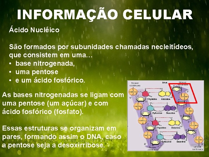 INFORMAÇÃO CELULAR Ácido Nucléico São formados por subunidades chamadas necleitídeos, que consistem em uma…