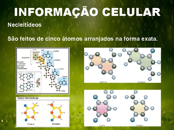 INFORMAÇÃO CELULAR Necleitídeos São feitos de cinco átomos arranjados na forma exata. 