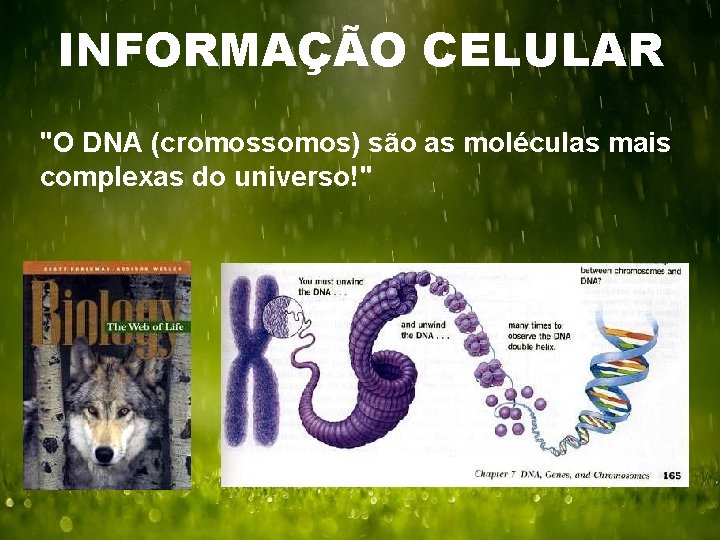 INFORMAÇÃO CELULAR "O DNA (cromossomos) são as moléculas mais complexas do universo!" 